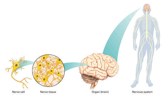 Multicellular Organisms Human Body