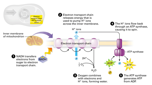 Atp Synthase Diagram Simple atp-synthase-diagram-simple